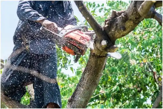 tree services Mill City